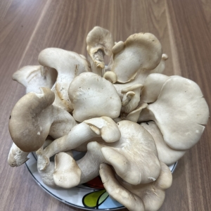 Nấm Bào Ngư Nhật