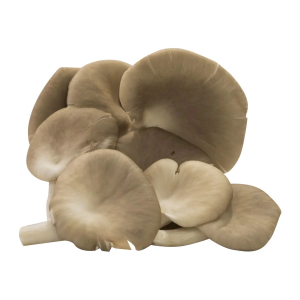 NẤM BÀO NGƯ XÁM TƯƠI