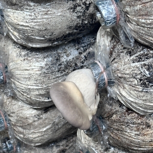 Nấm Bào Ngư Nhật